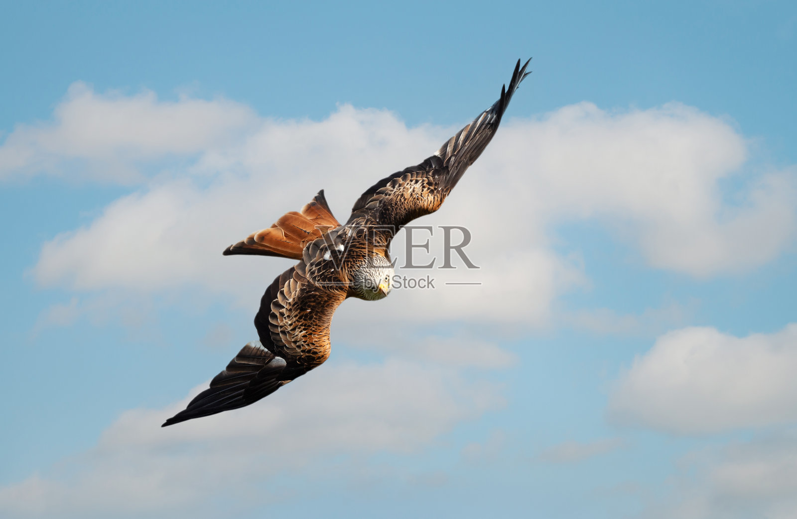 图为一只红色的风筝在蓝天的衬托下飞翔照片摄影图片