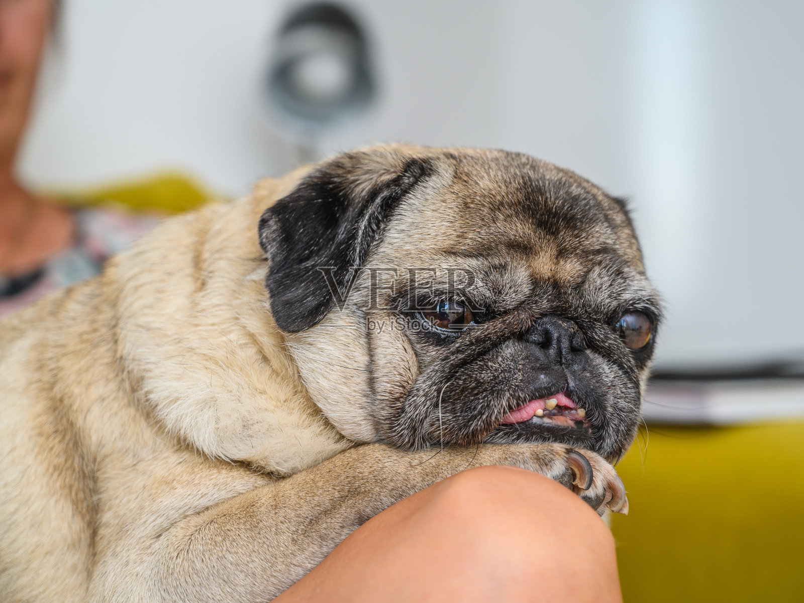 大妈的手在拍狗照片摄影图片