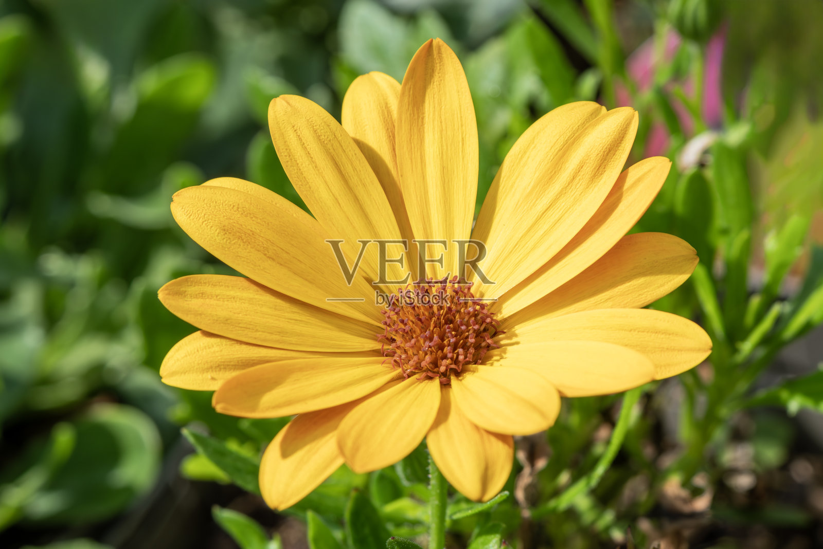 骨精子“夏日微笑橙”照片摄影图片