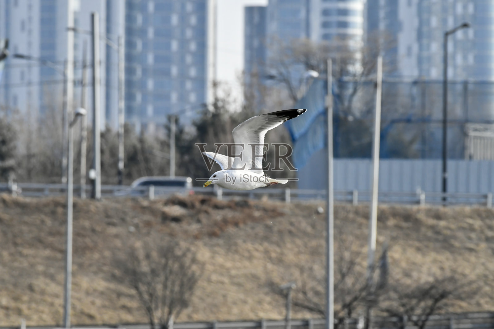 一只海鸥飞过城市。照片摄影图片