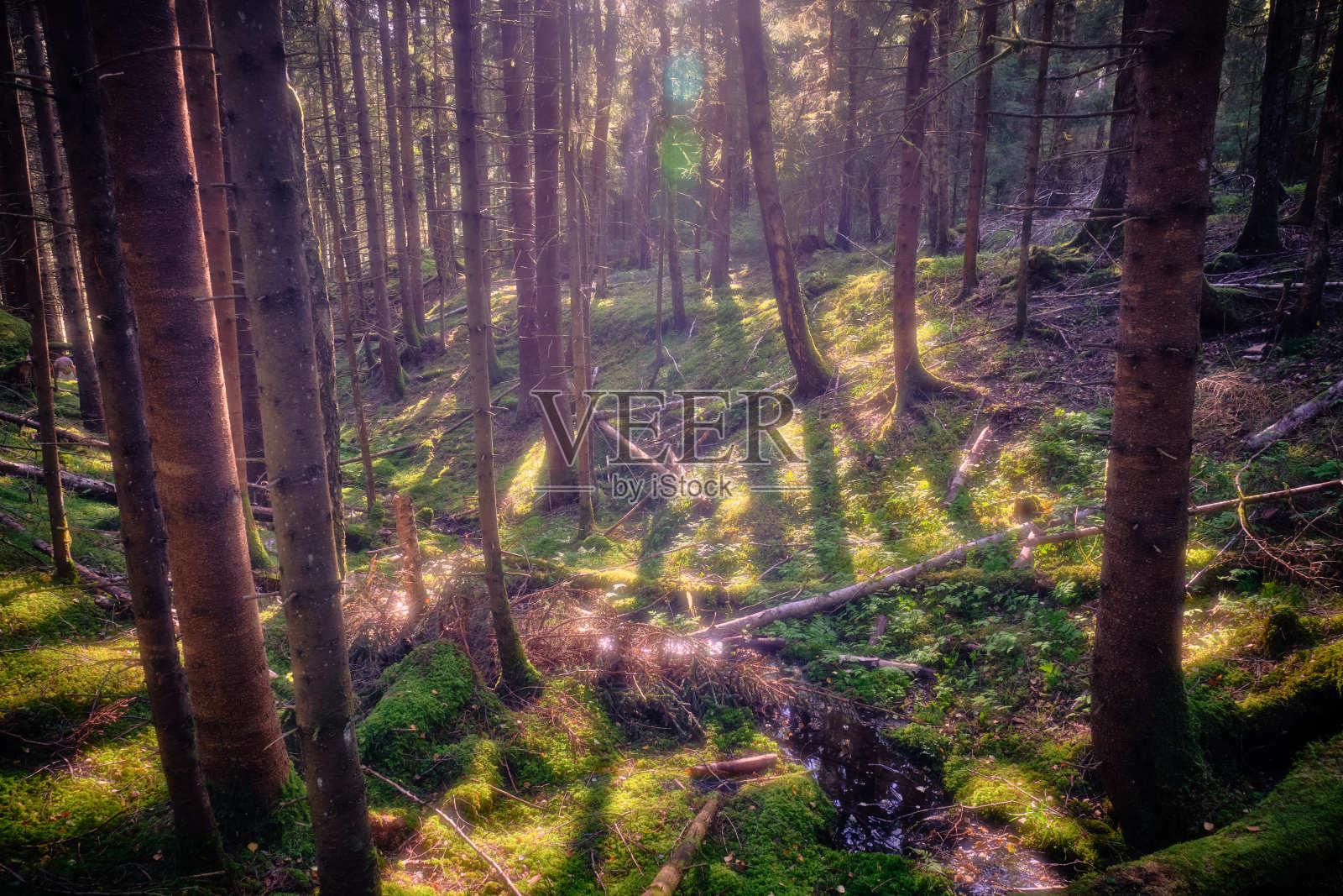 北欧森林照片摄影图片