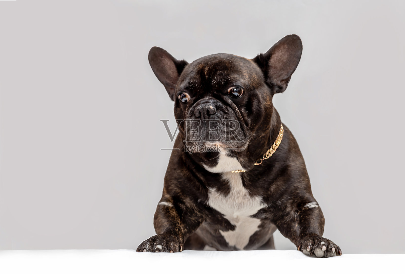 白色背景上的法国斗牛犬特写照片摄影图片