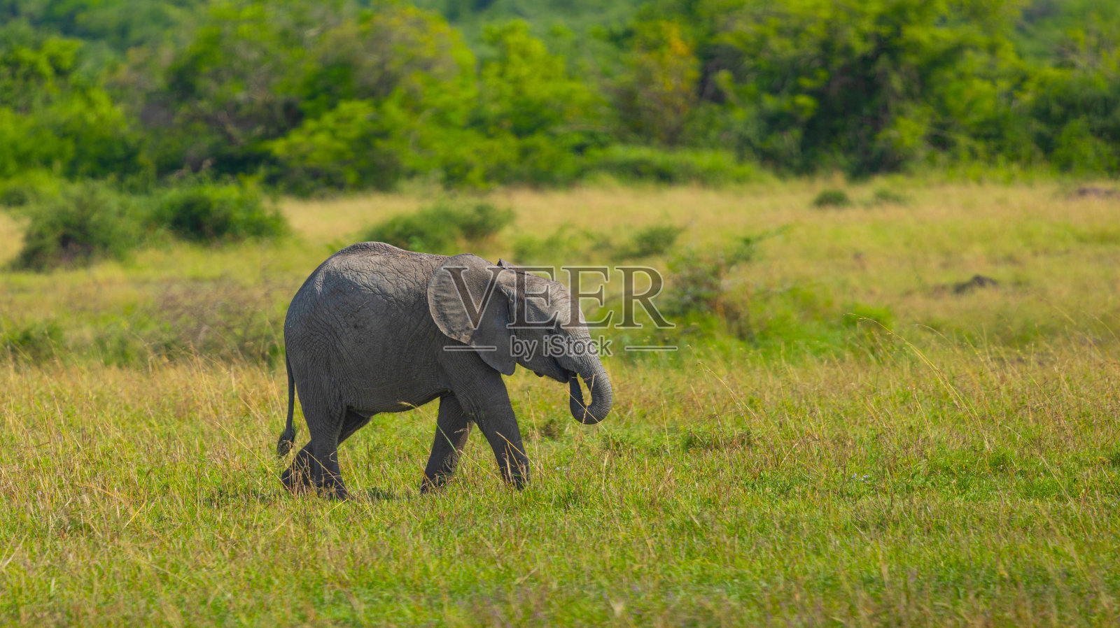 大草原上的非洲象幼崽。照片摄影图片