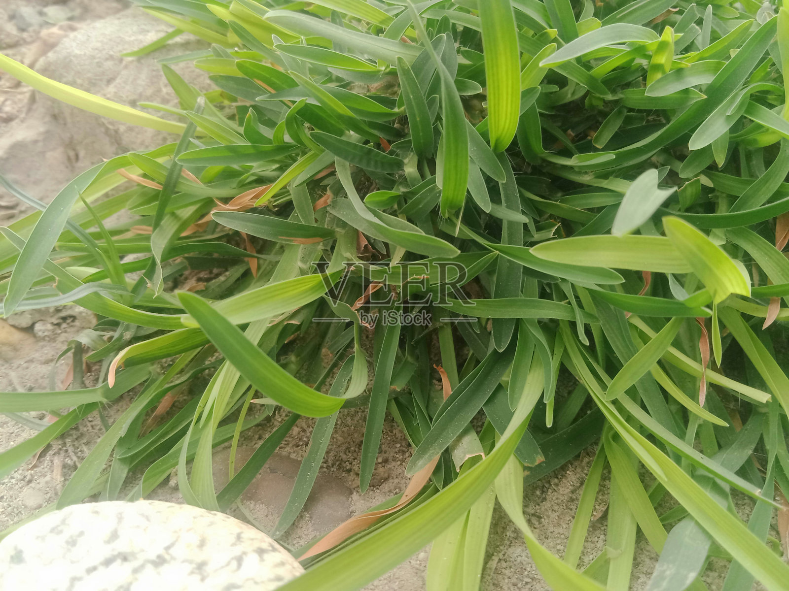 绿草特写田野背景。照片摄影图片