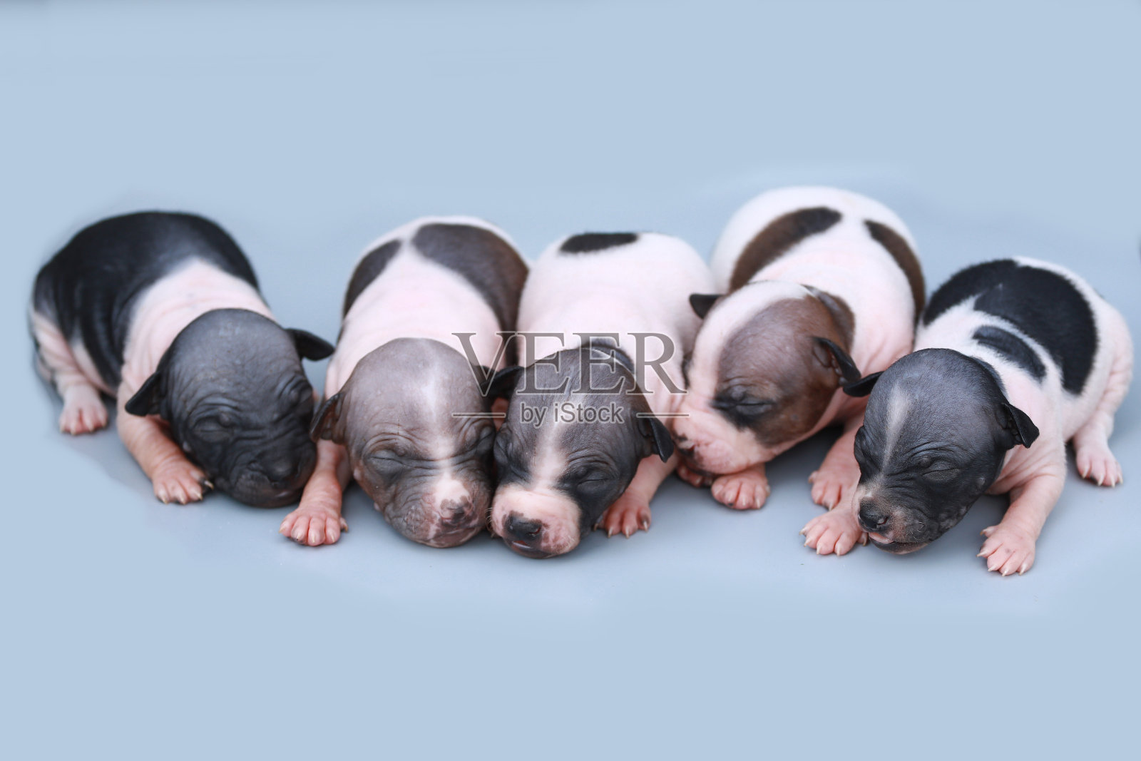 五只小狗被隔离在蓝色背景上照片摄影图片