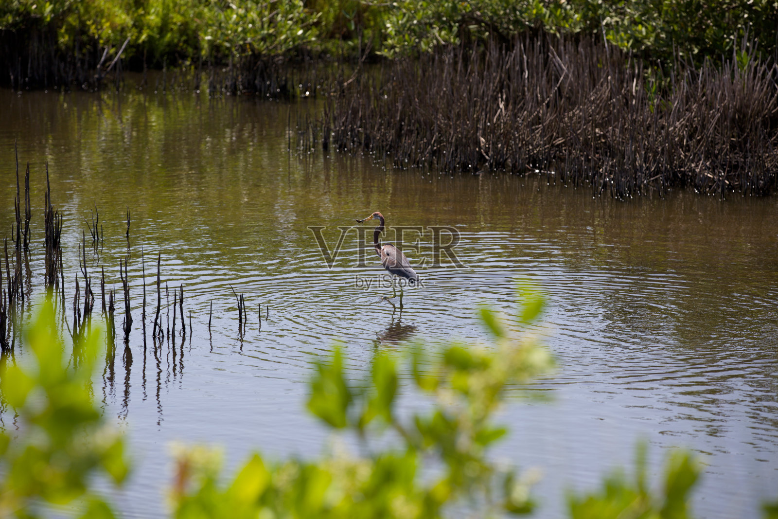 梅里特岛国家野生动物保护区的幼年蓝鹭照片摄影图片