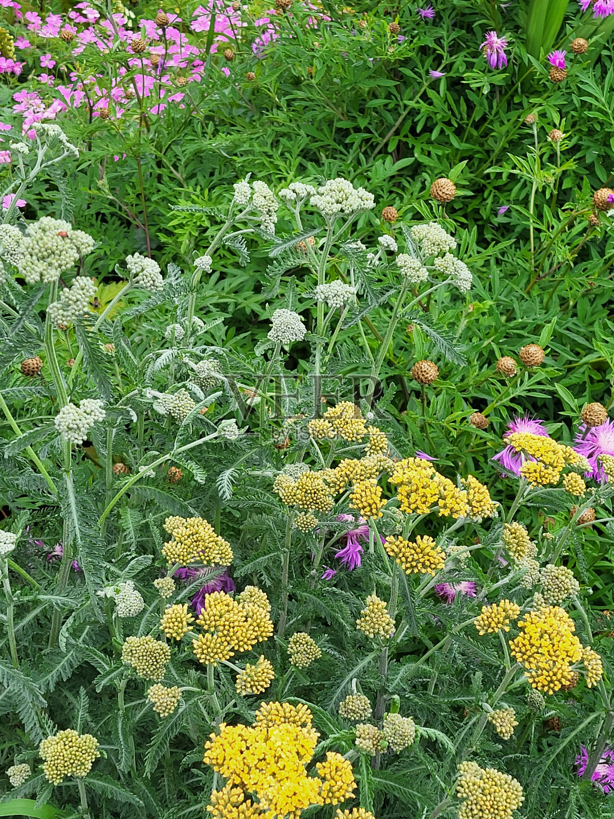 2024年春夏,温哥华耶鲁城海堤绿道附近的花卉和植物。照片摄影图片