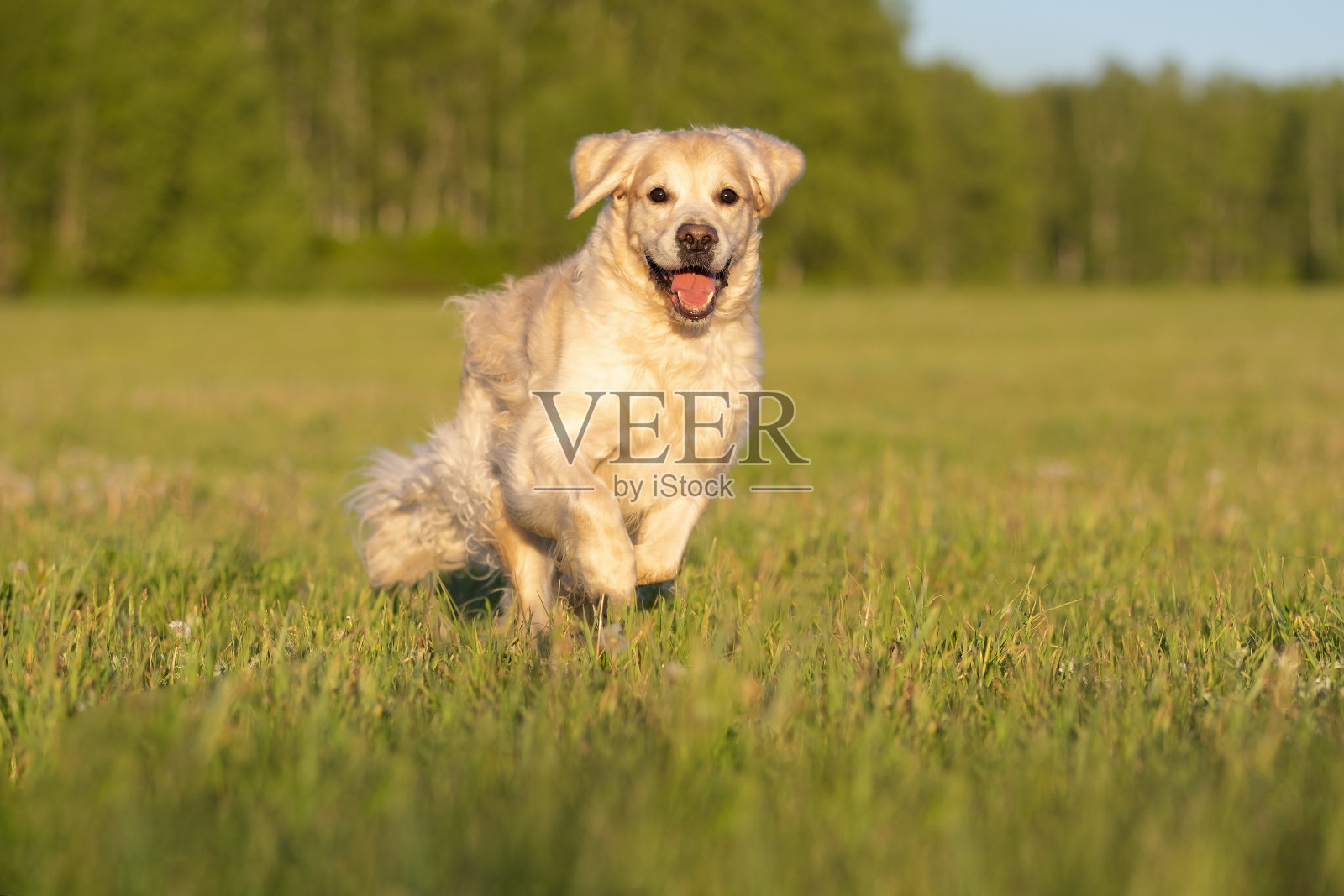 一只可爱的狗坐在绿草地上。金毛猎犬在阳光明媚的日子里在草坪上玩耍。照片摄影图片