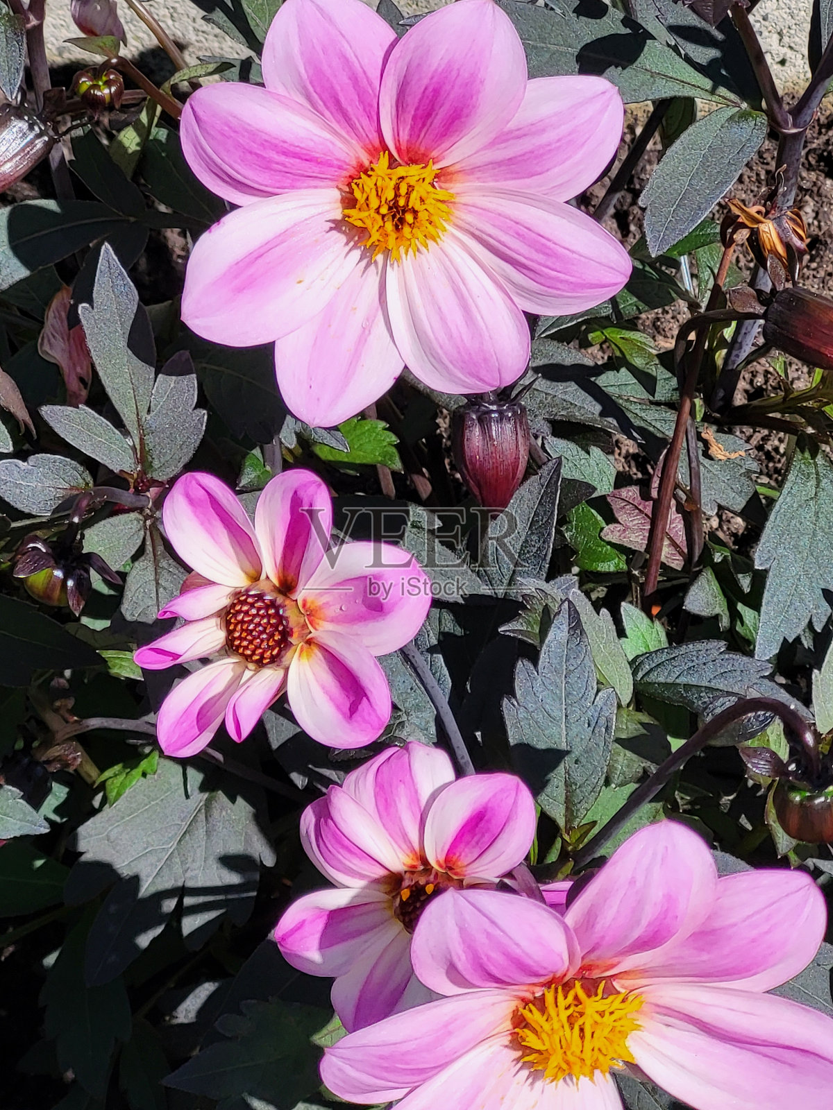 2024年春夏,温哥华耶鲁城海堤绿道附近的花卉和植物。照片摄影图片