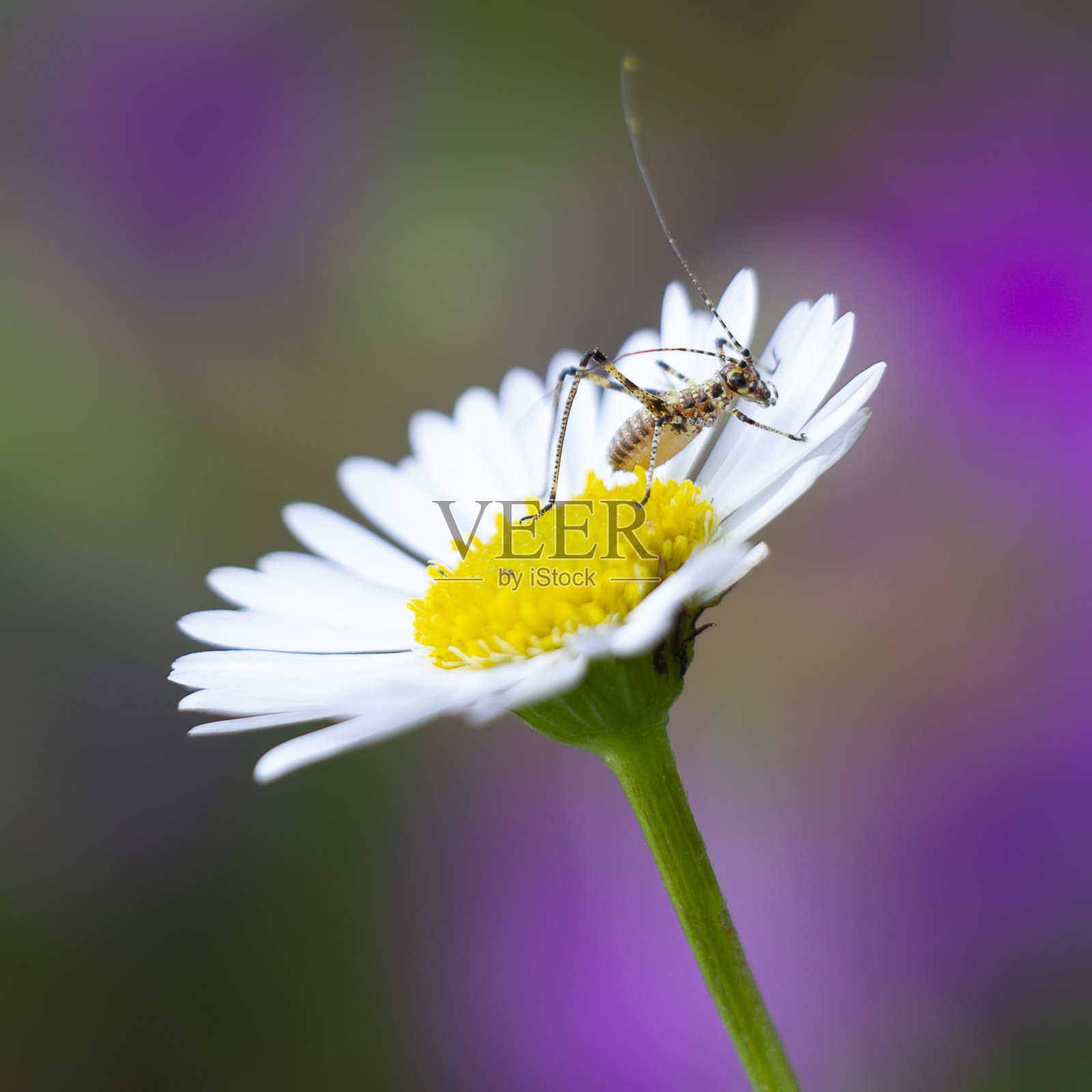 少年蚱蜢照片摄影图片