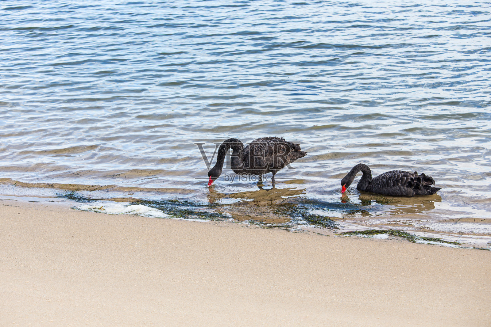 蓝湖中黑天鹅的选择性聚焦。照片摄影图片