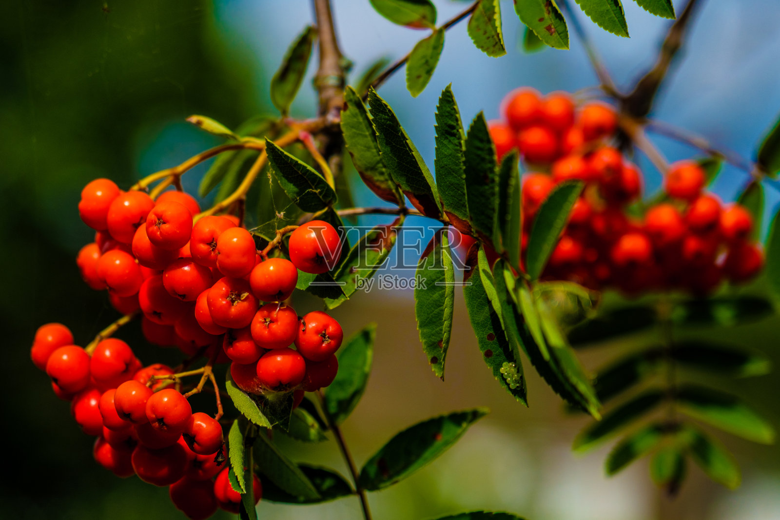 鲜艳的红色浆果在树上照片摄影图片