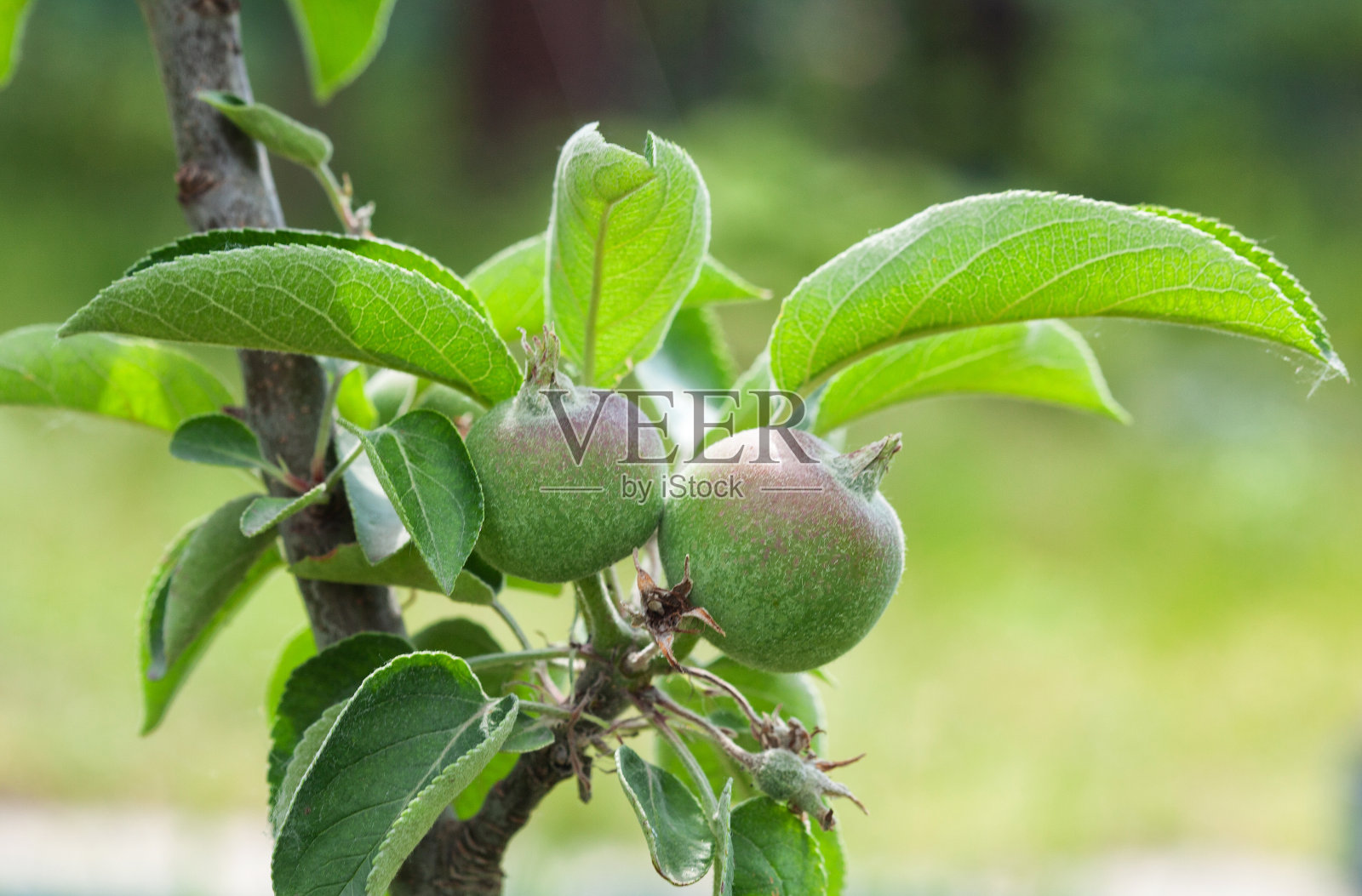 苹果园里树枝上的小苹果。在花园里种水果。照片摄影图片