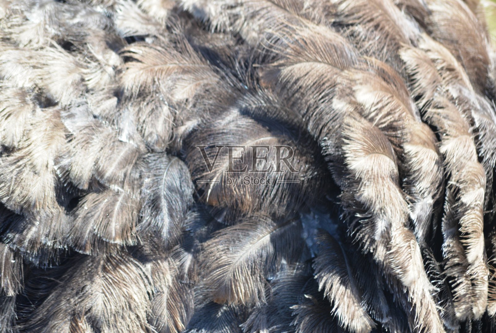 鸵鸟羽毛照片摄影图片