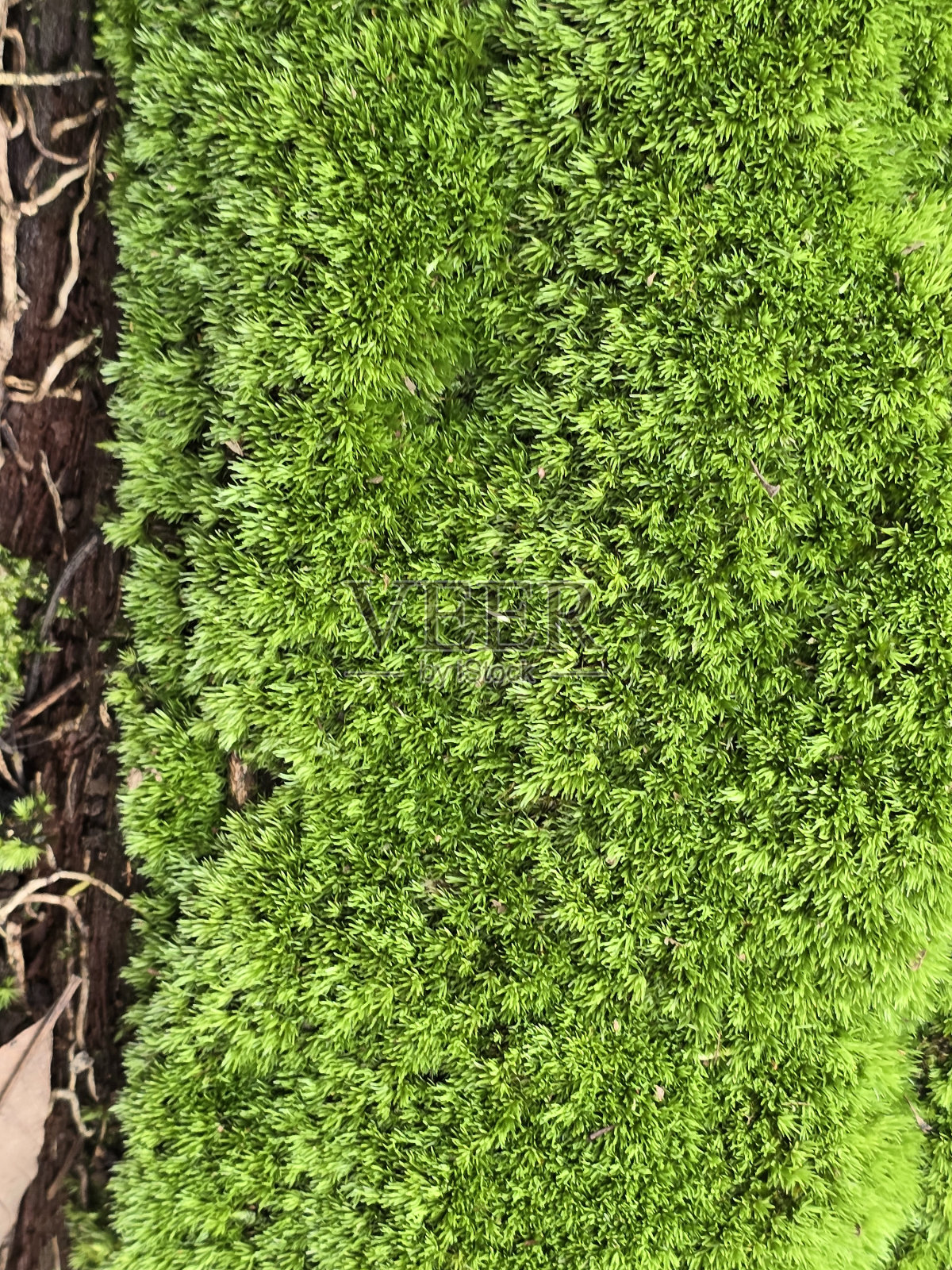 苔藓植物。照片摄影图片