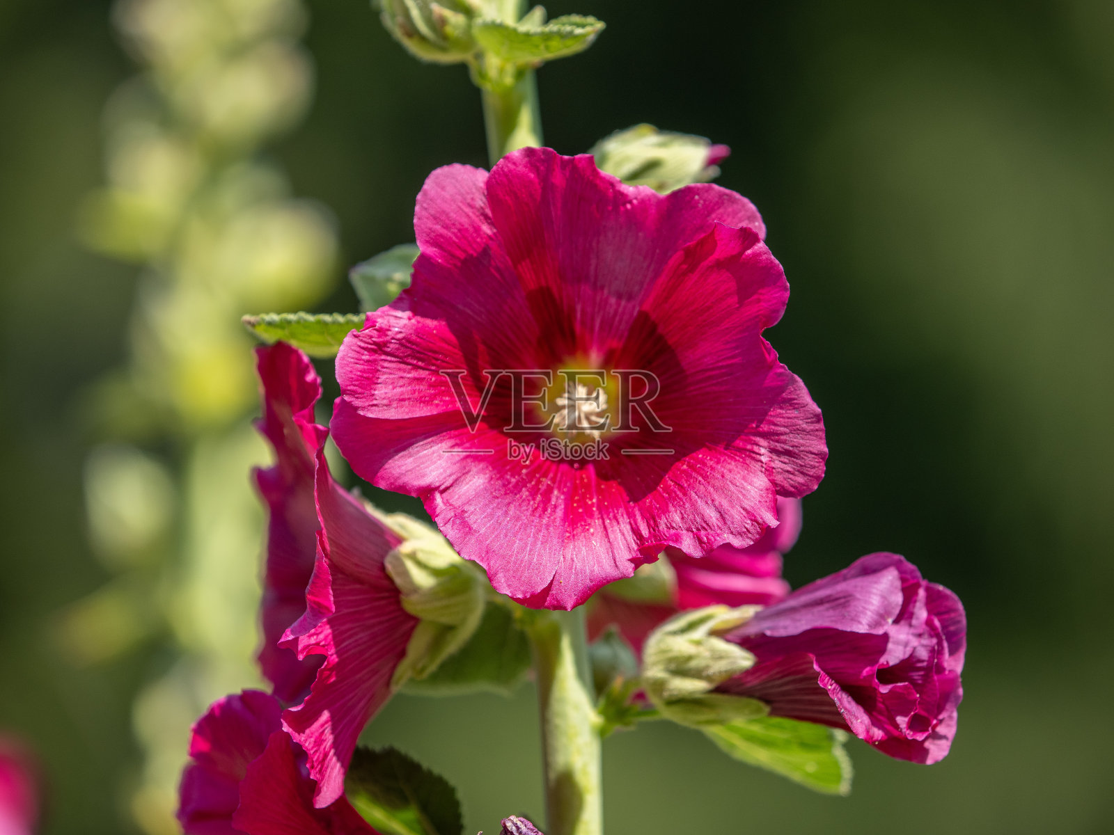 花照片摄影图片