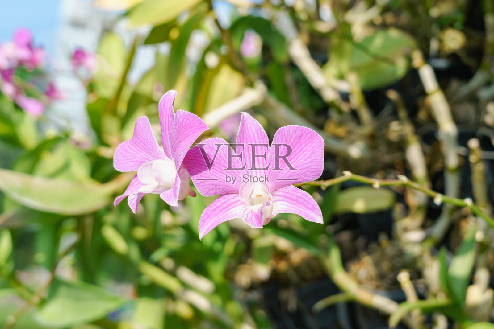 在一个宁静的自然环境中,明亮的粉红色兰花在绿色树叶的背景上显得格外显眼。照片摄影图片