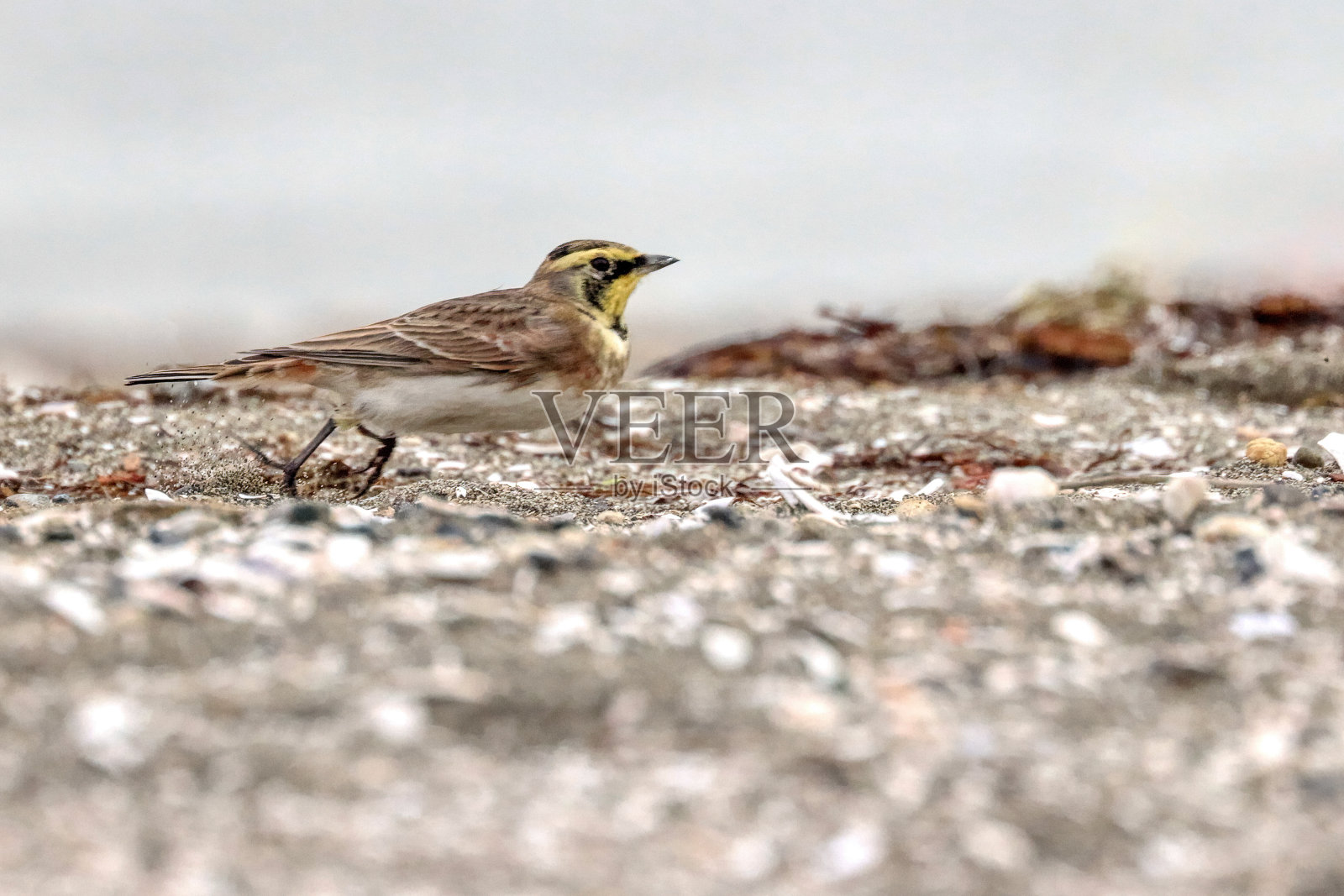 雄性角云雀奔跑,加拿大不列颠哥伦比亚省萨里照片摄影图片