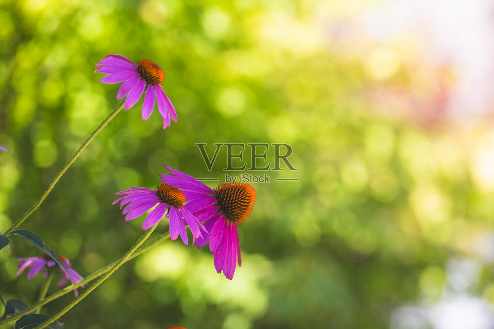 紫锥花紫锥菊惊人的粉红色花在夏天的花园,花园灵感的壁纸或桌面背景照片摄影图片