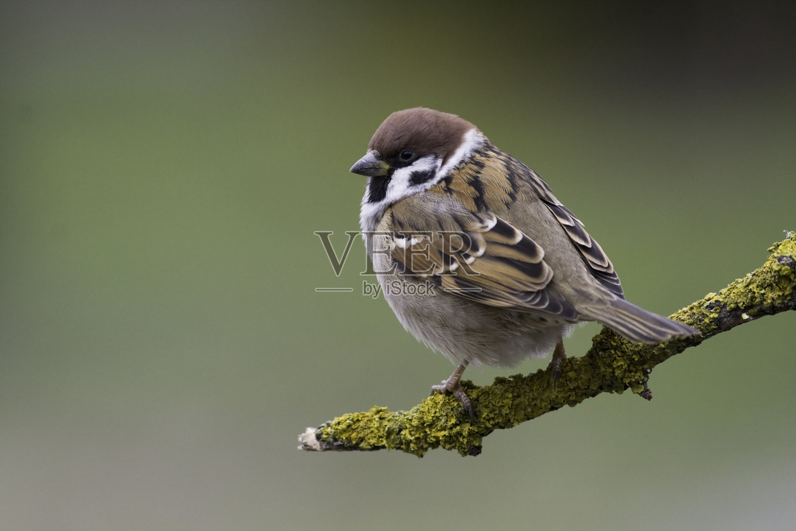 雀鸟-树雀,冬季产于欧洲波兰照片摄影图片