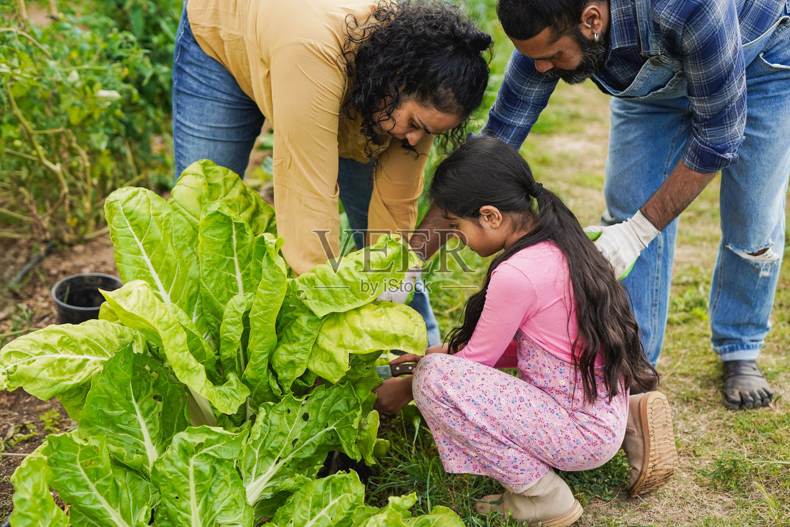 印度父母带着小女儿在花园里采摘甜菜——有机菜园和教育理念照片摄影图片