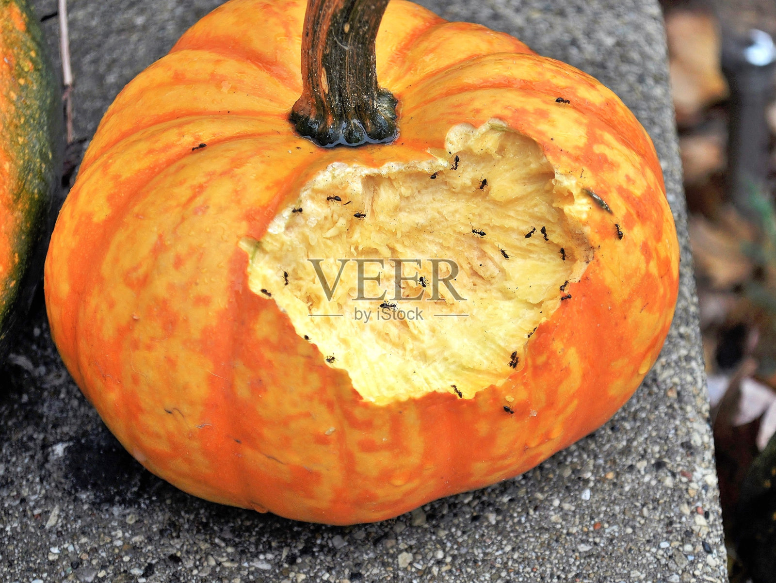 南瓜上有个被松鼠和蚂蚁咬过的洞。照片摄影图片