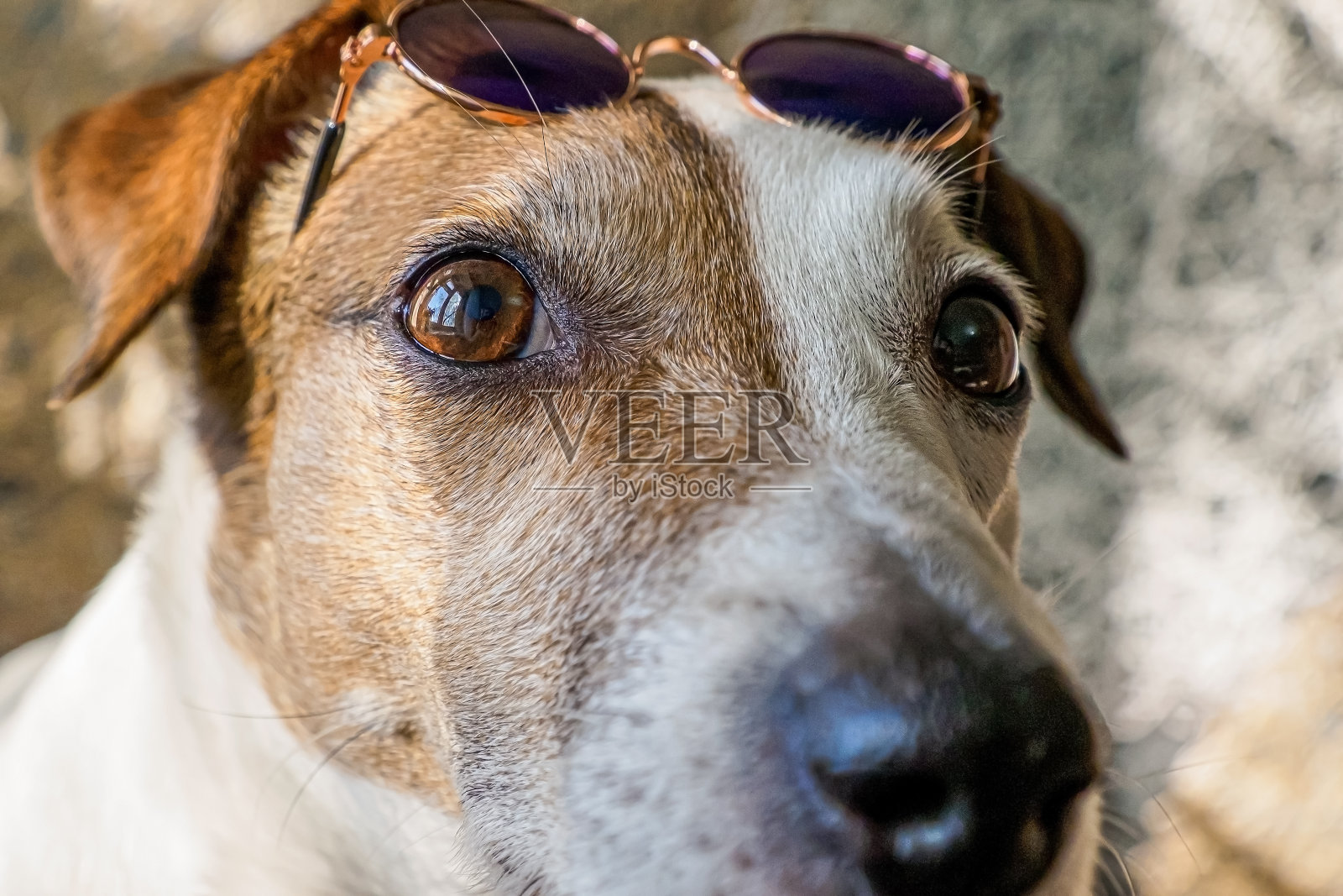 狗。杰克罗素梗。肖像。一个宠物。戴着墨镜的可爱有趣的猎犬。照片摄影图片