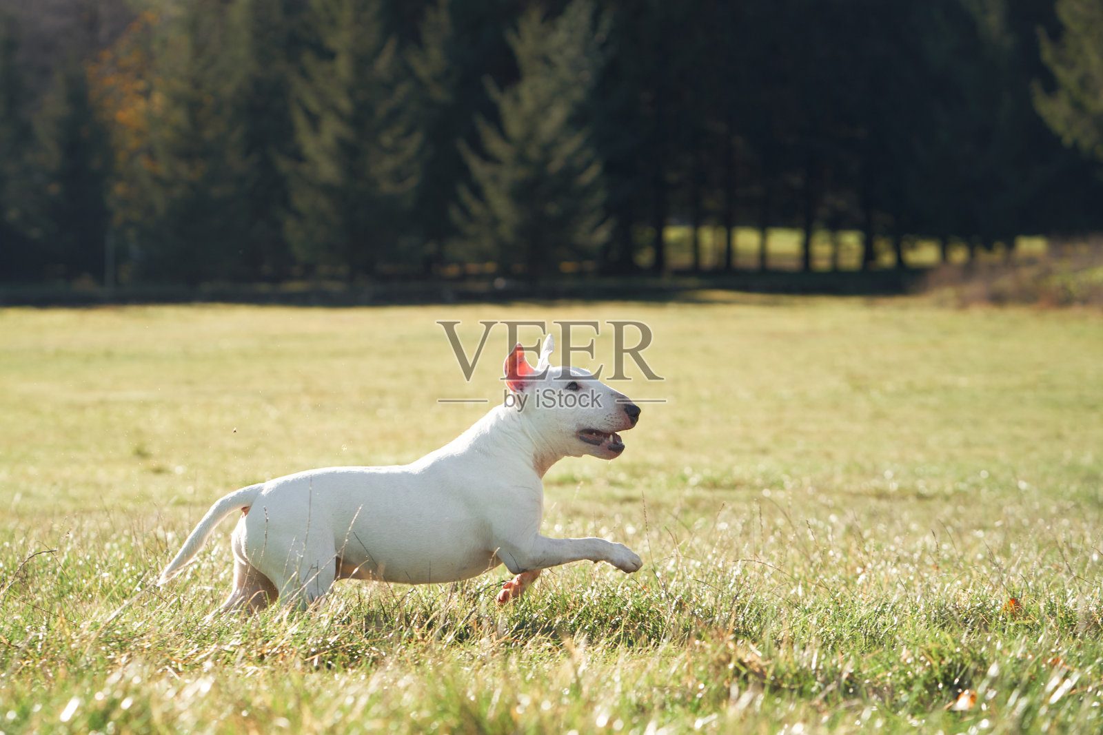 草地上的牛头梗照片摄影图片