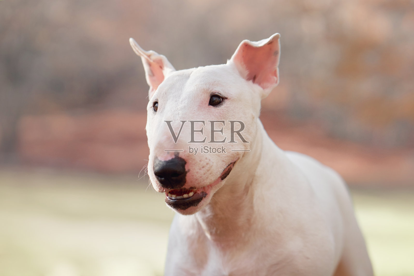 秋光中的牛头梗照片摄影图片