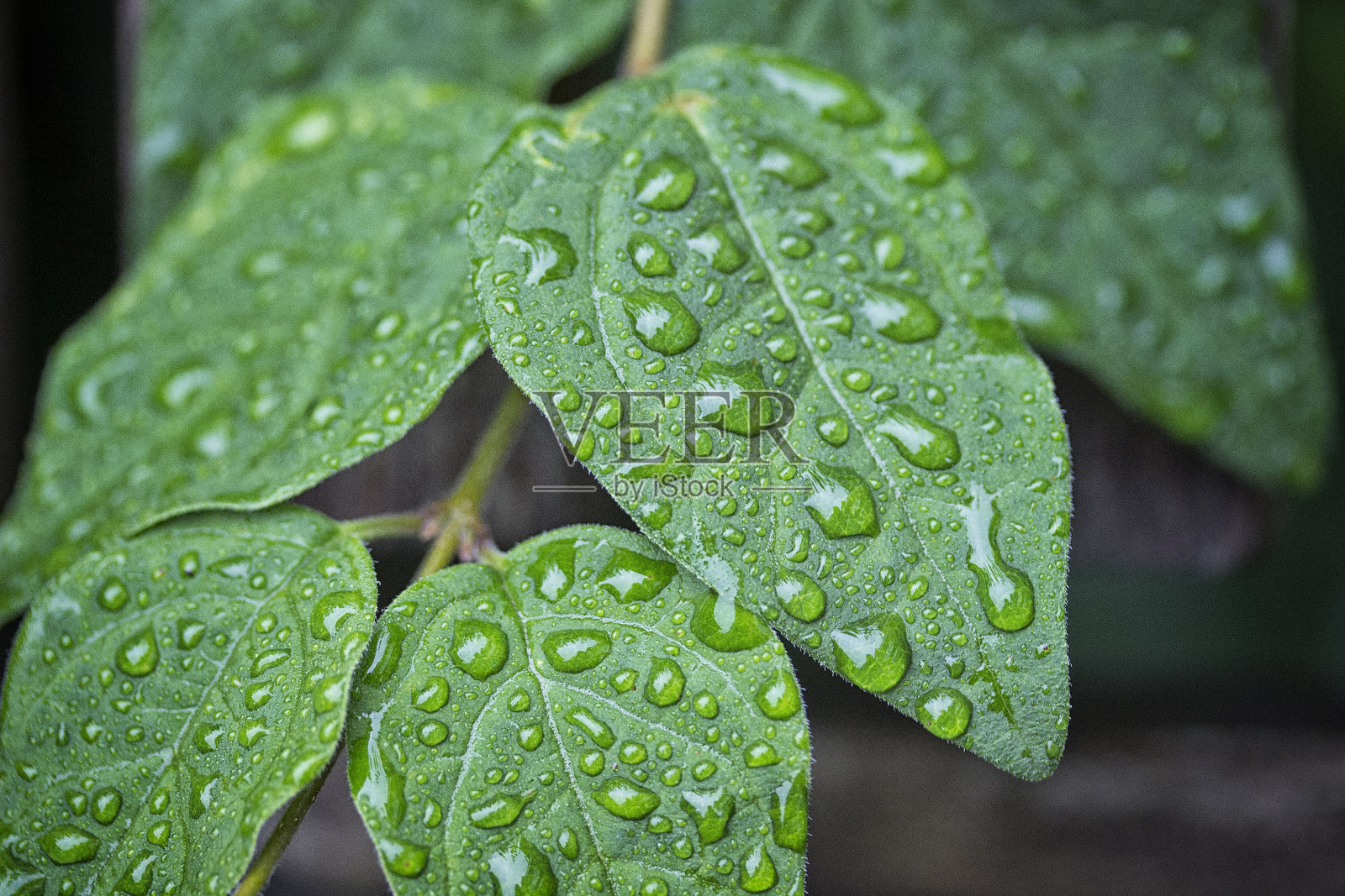叶子上的露珠特写照片摄影图片