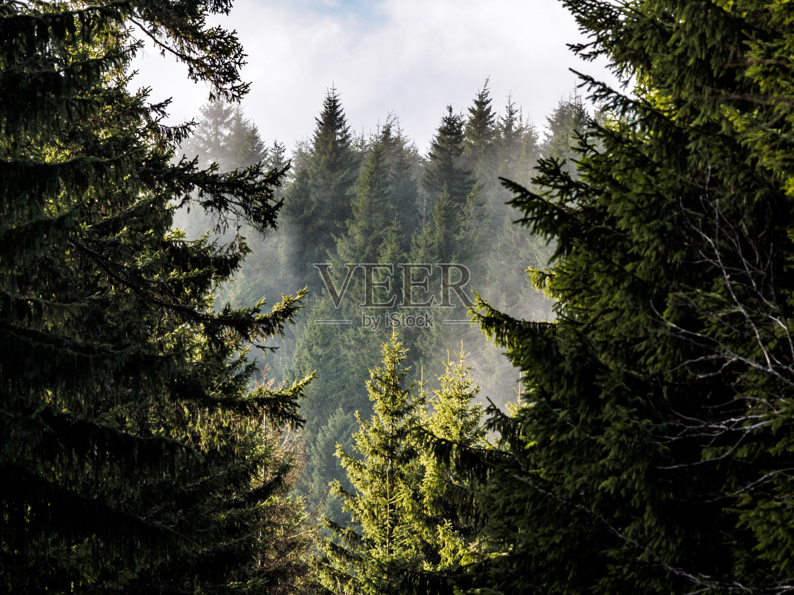低角度看松树在森林对天空照片摄影图片