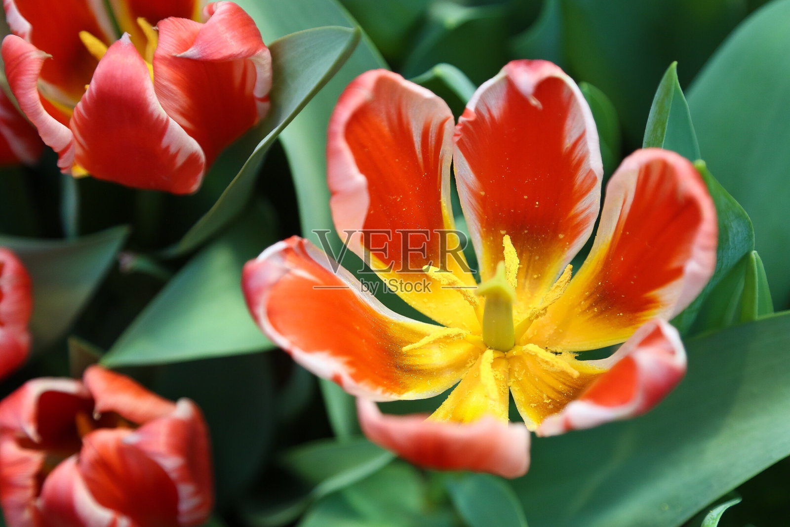 新鲜兰花特写照片摄影图片