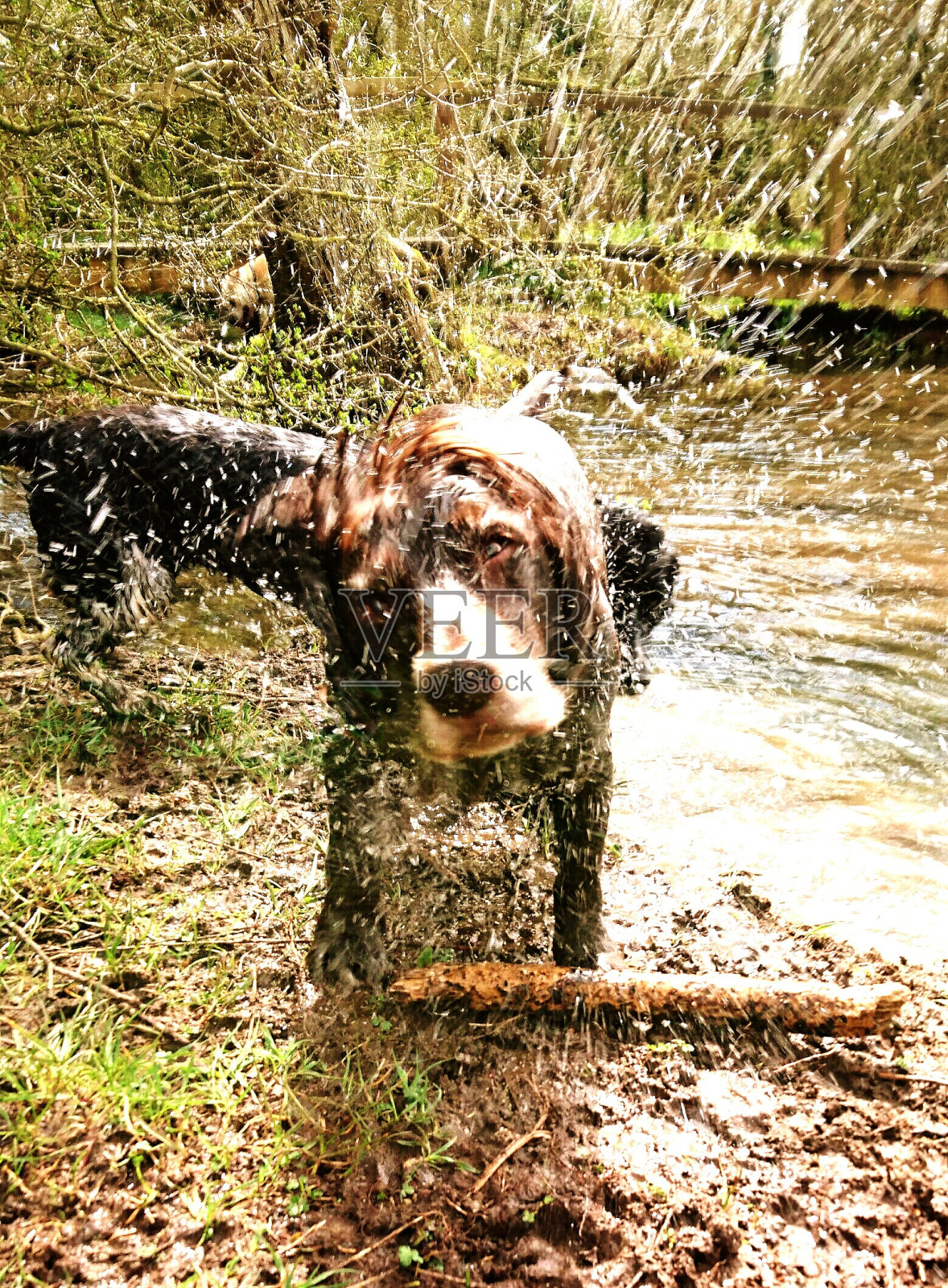 狗在河边抖水照片摄影图片
