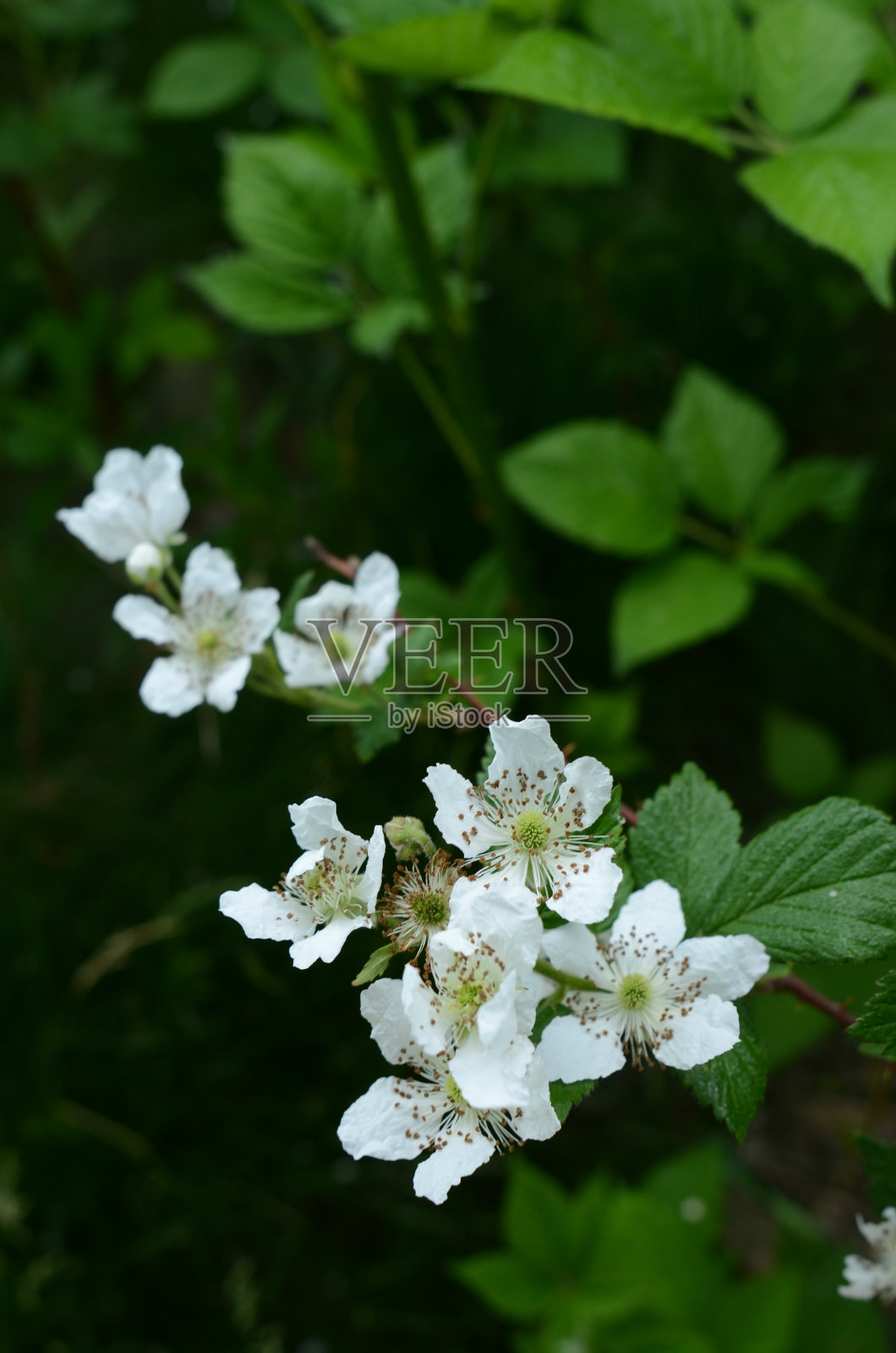白花特写照片摄影图片