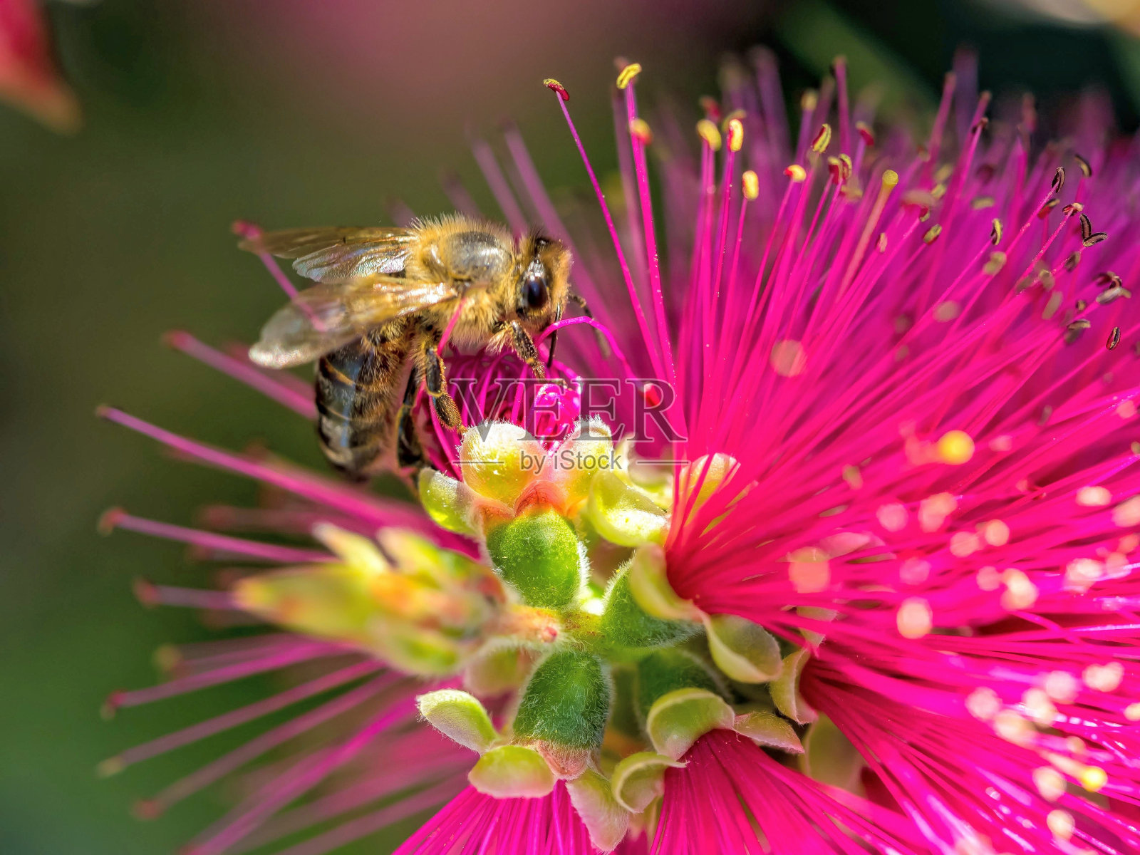 蜜蜂在粉色花朵上授粉的特写照片摄影图片