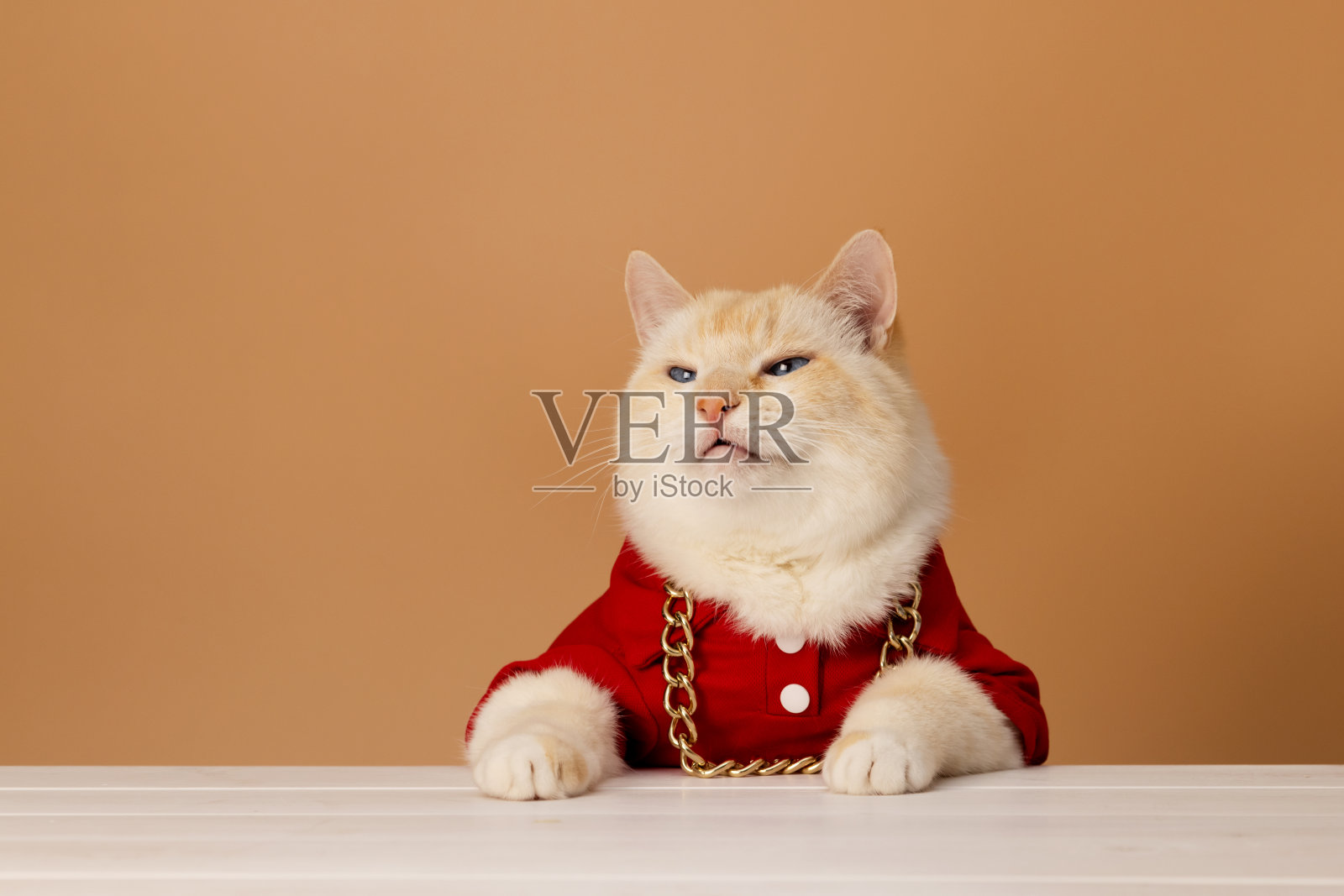 漂亮的猫穿着红t恤,脖子上戴着金链子,坐在桌子旁。照片摄影图片