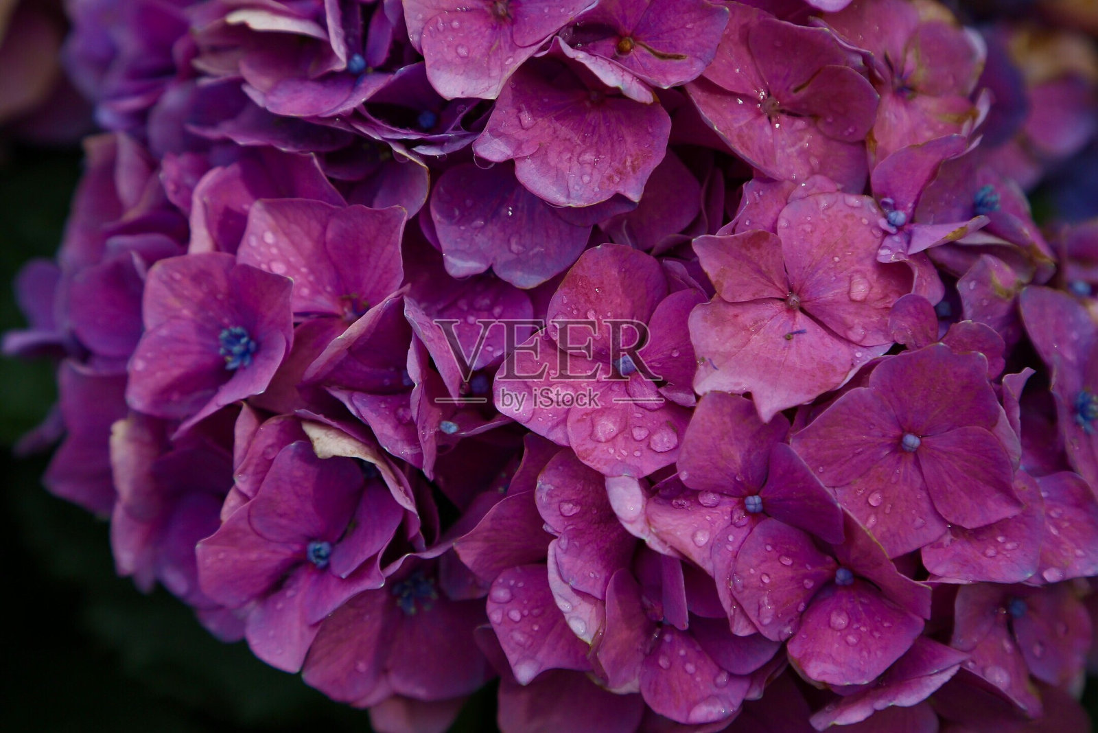 湿花特写照片摄影图片