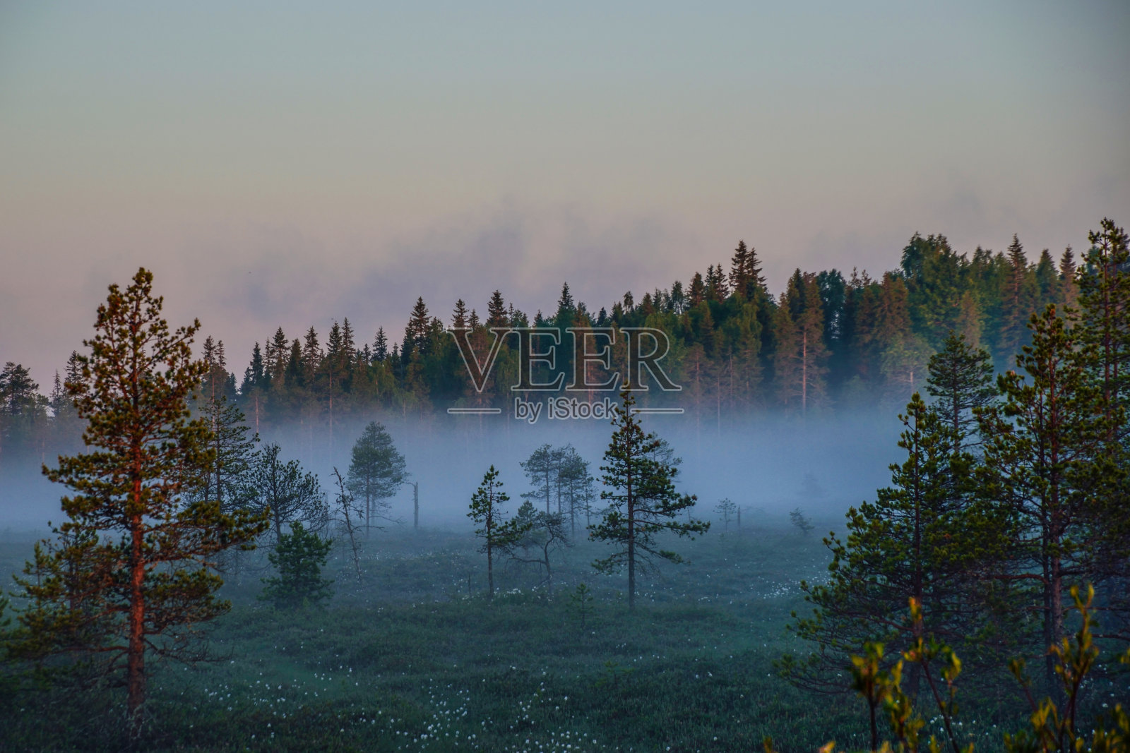 日落时森林里的树木映衬着天空照片摄影图片