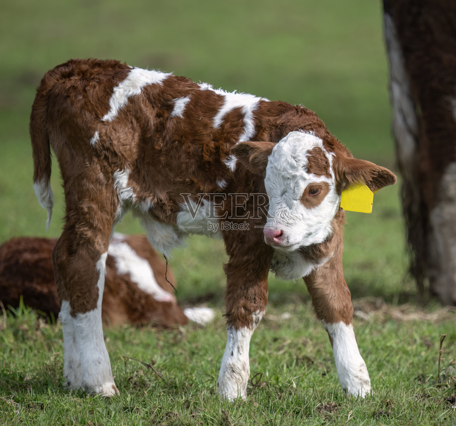 西门塔尔小牛站在草地上。奥克兰。照片摄影图片