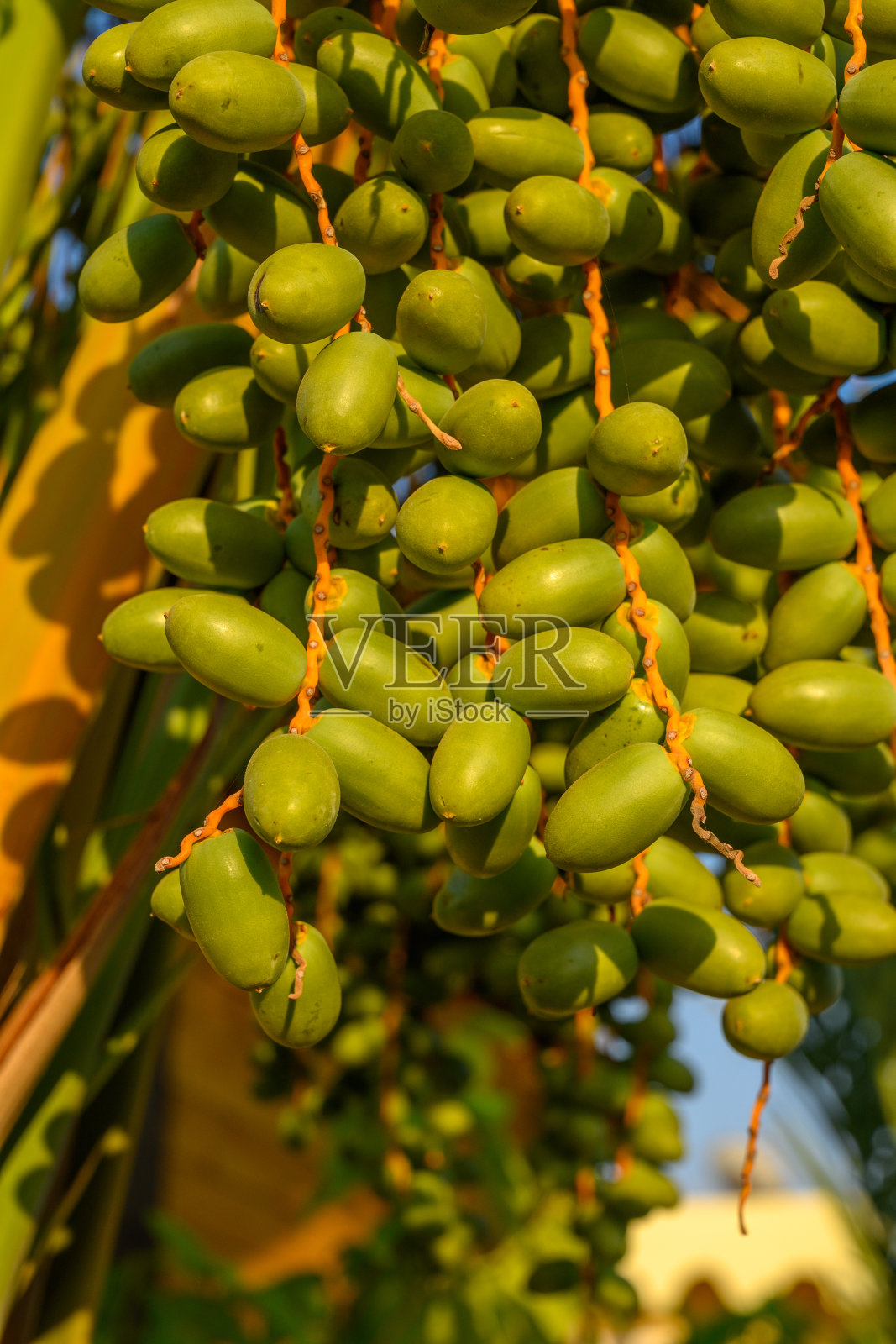 青枣子串和枣子串照片摄影图片