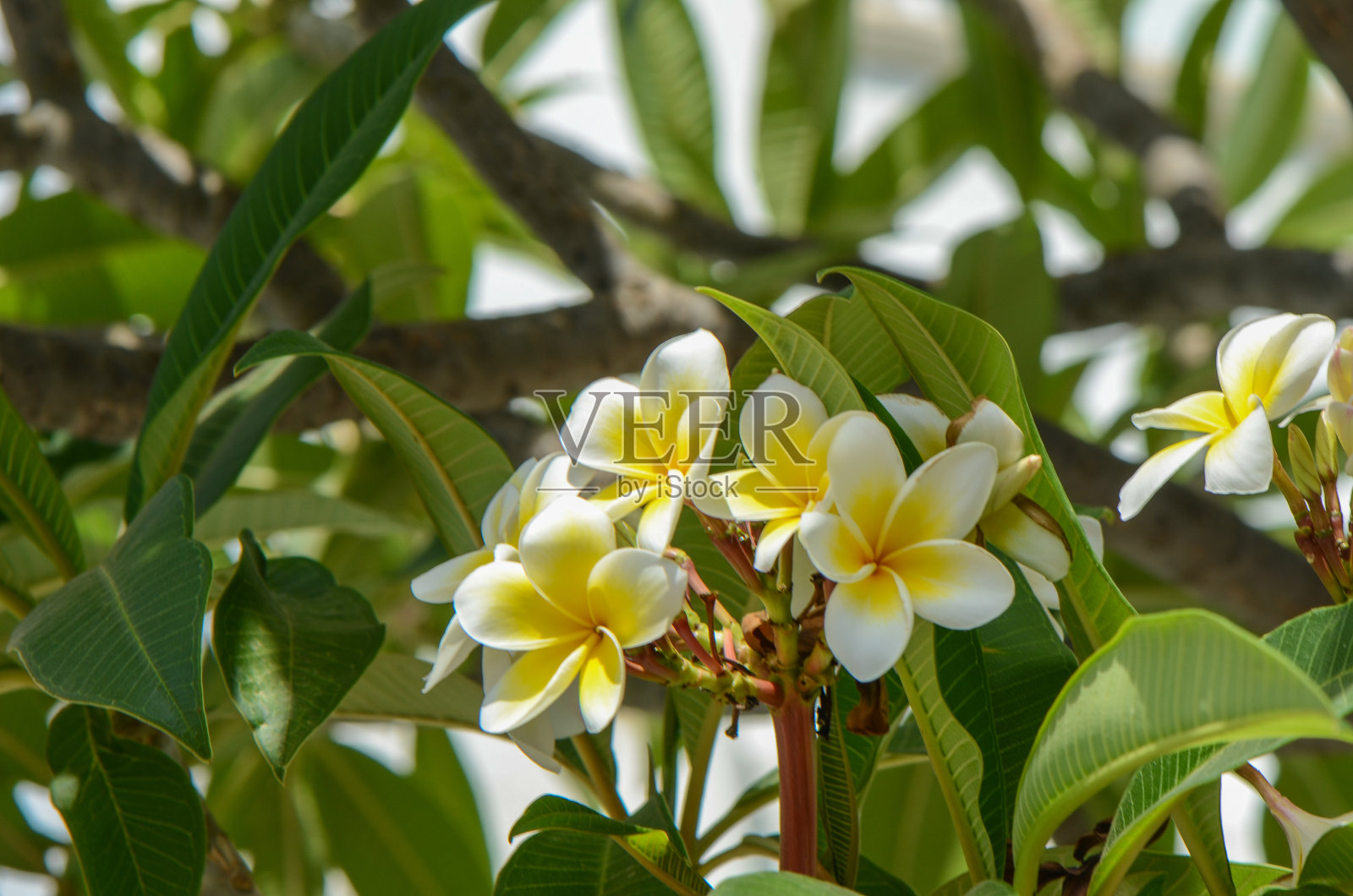 桔梗花离生在白色上。照片摄影图片