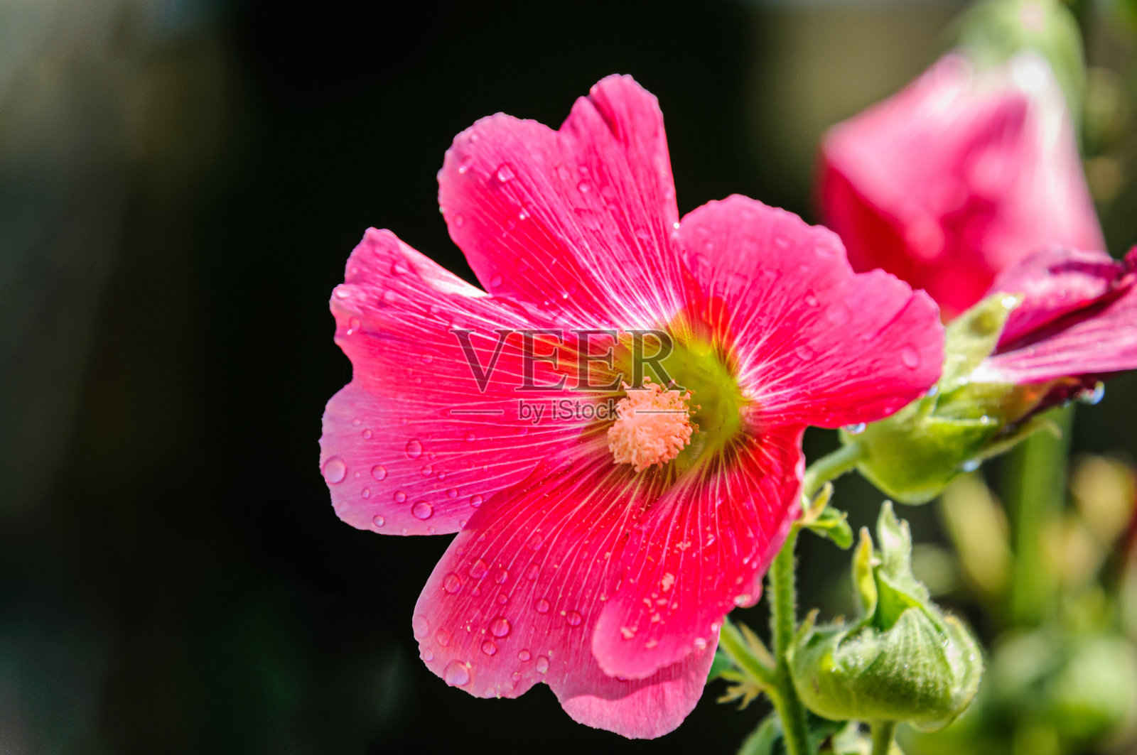 雨中的蜀葵照片摄影图片