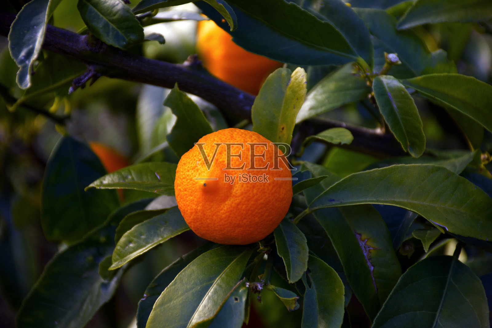 朗布尔酸橙,酸橙或柠檬照片摄影图片