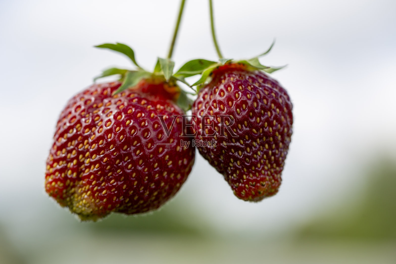 两个成熟的摘草莓照片摄影图片