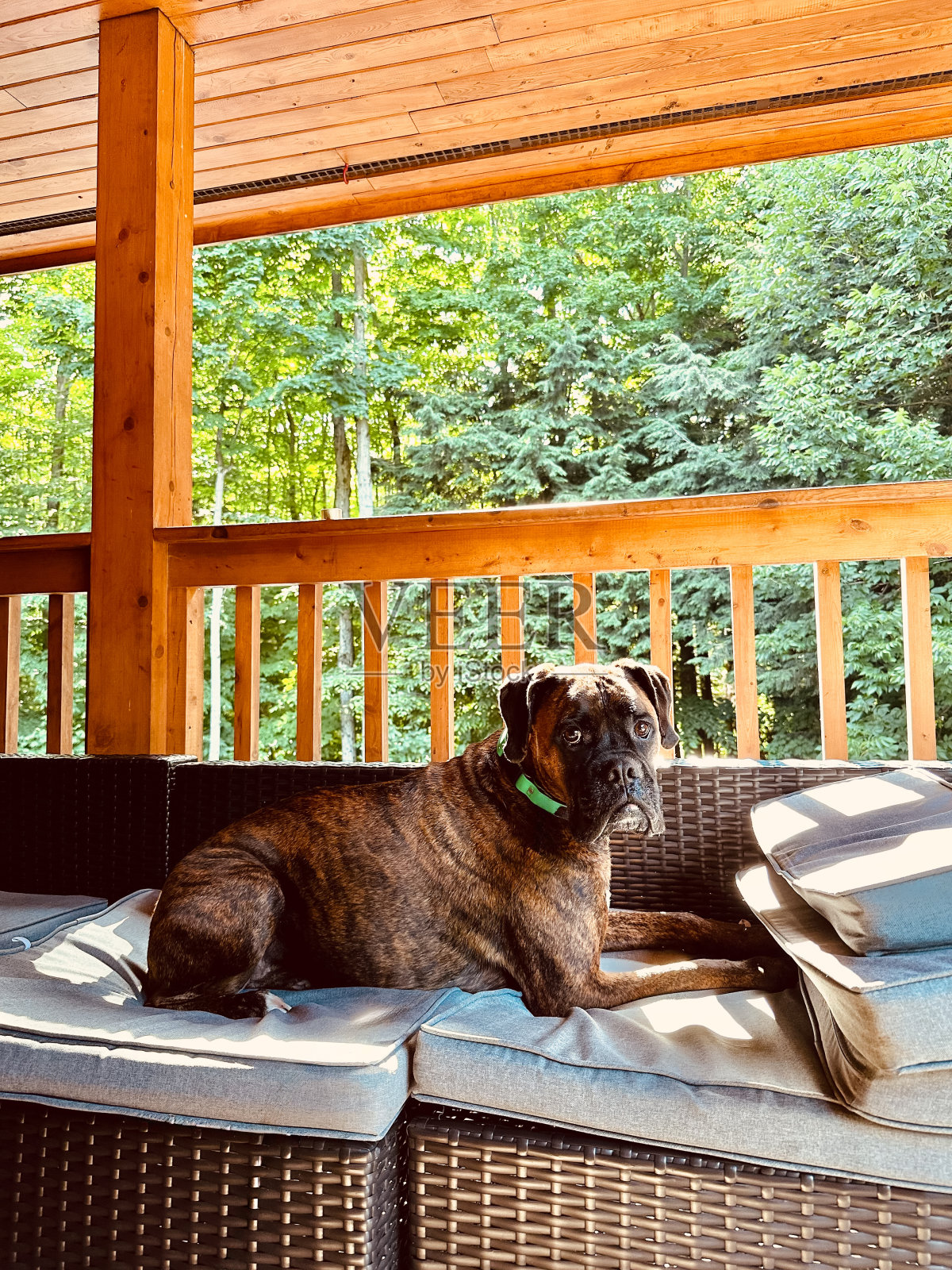 一只雄性拳师犬的肖像照片摄影图片