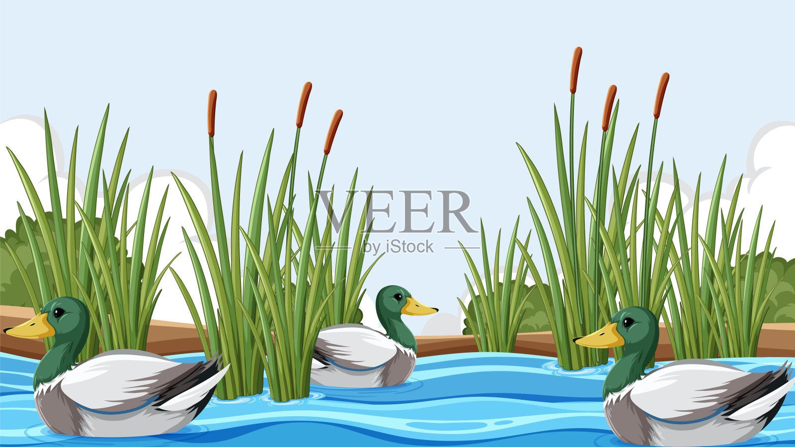 三只鸭子在高高的芦苇间游来游去插画图片素材