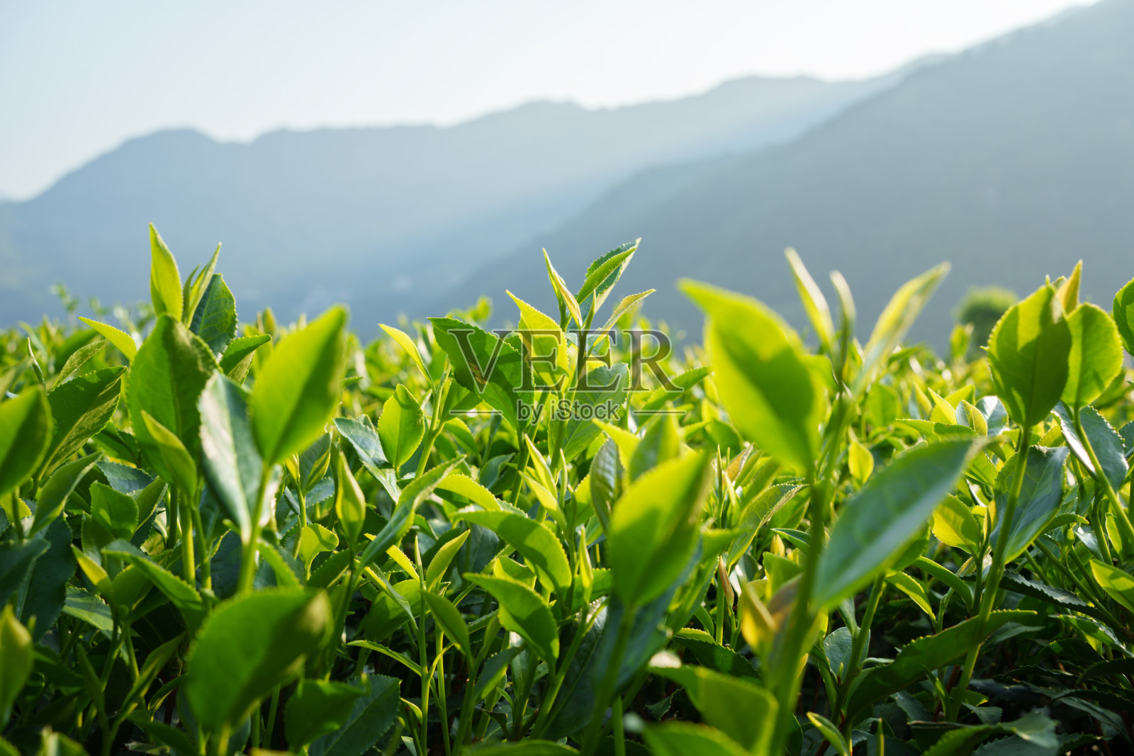 山里的茶树照片摄影图片