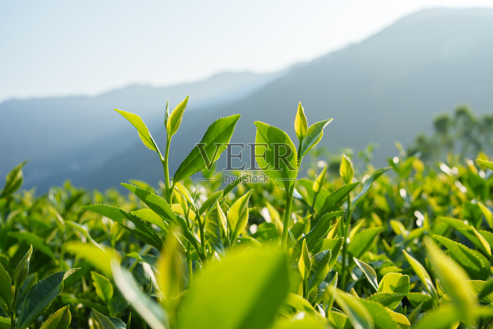 新鲜的茶照片摄影图片