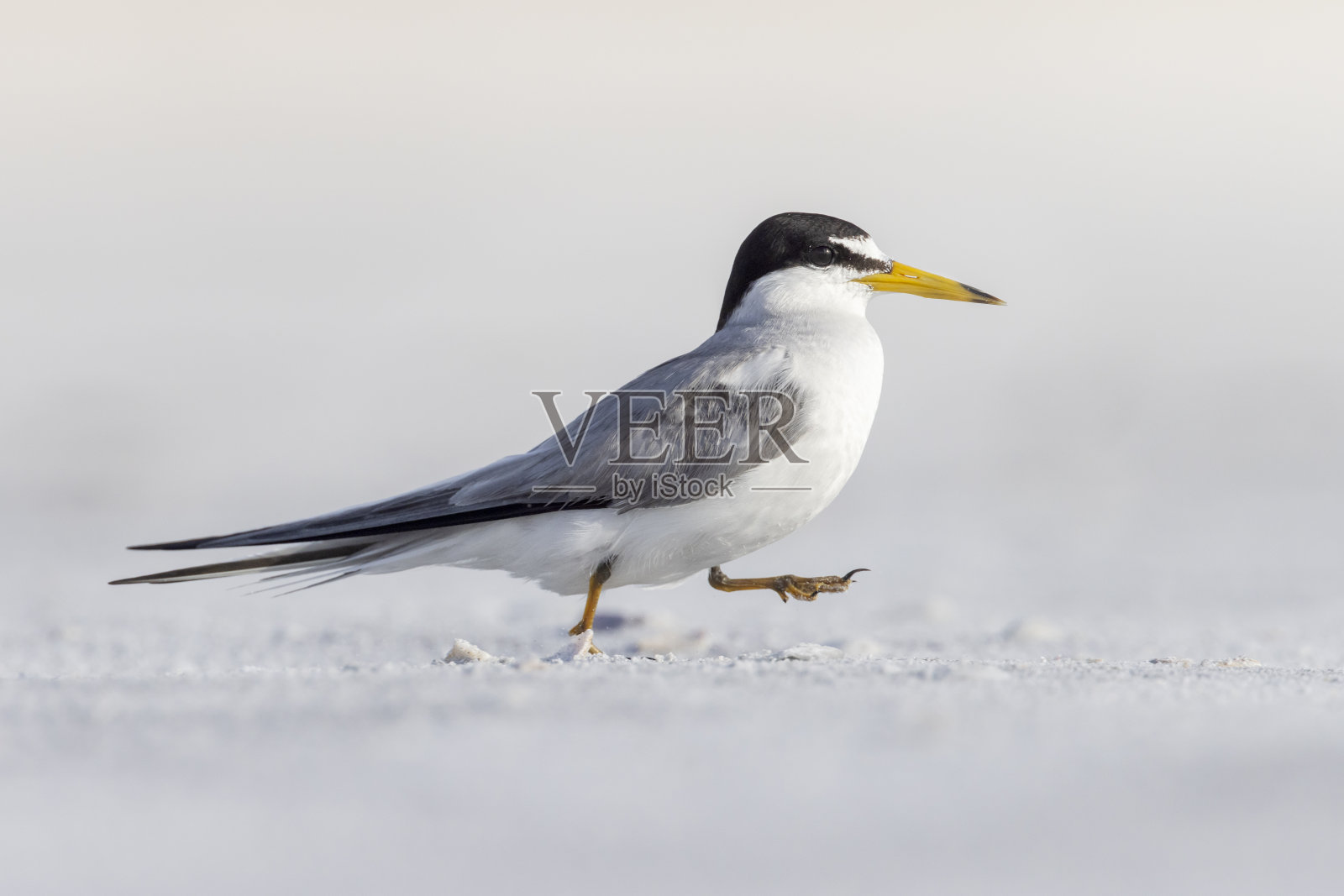 佛罗里达小燕鸥,美国照片摄影图片