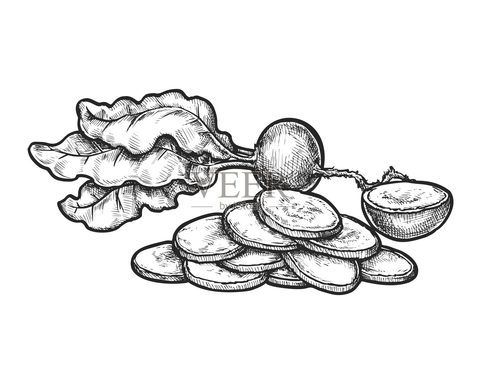萝卜根切片示意图。病媒农场蔬菜插画图片素材